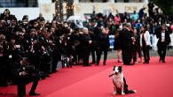 Pas pokupio svu pažnju na Kanskom filmskom festivalu: Mesi je usvojen kao štene i postao zvezda među psima (FOTO/VIDEO)