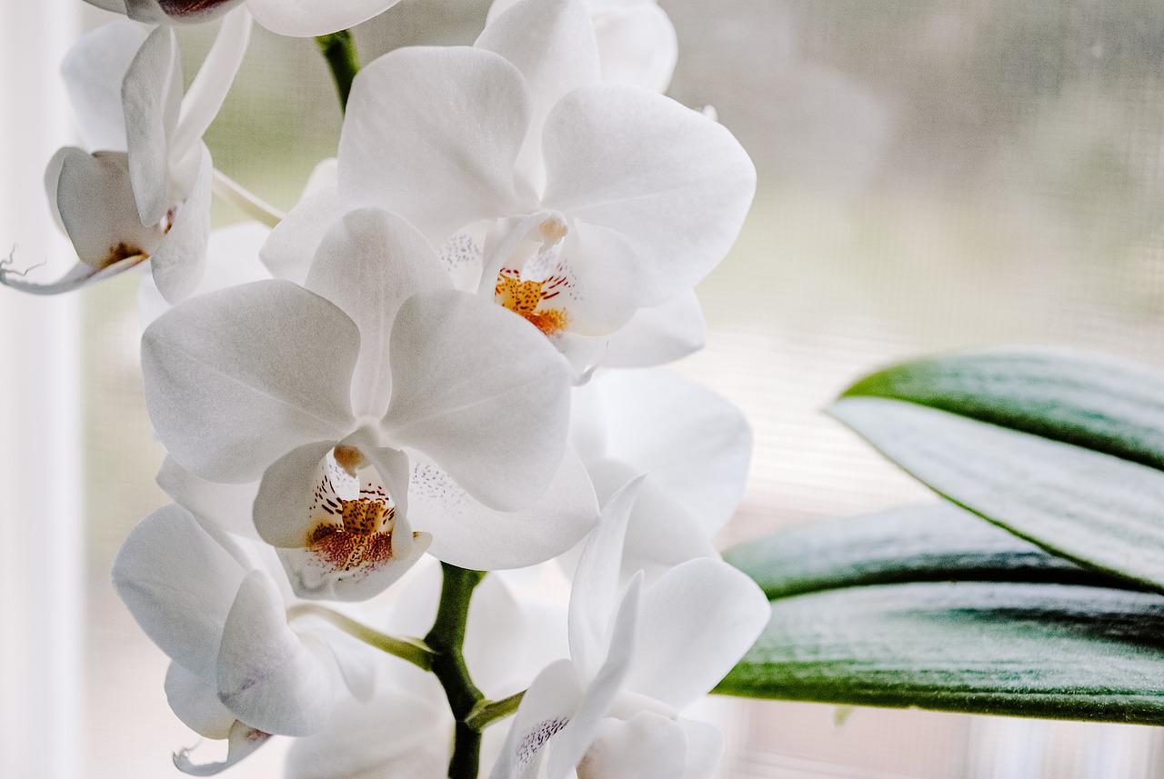 Simbolika orhideje u domu: Šta znači kada se nalazi u spavaćoj sobi, a šta ako je kod ulaznih vrata?