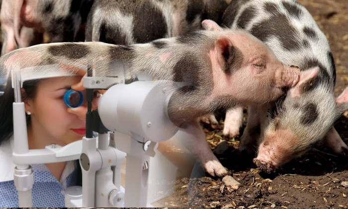 Ogroman napredak u oftalmologiji: PROTEIN iz svinjske kože izlečio SLEPILO kod 20 ljudi 