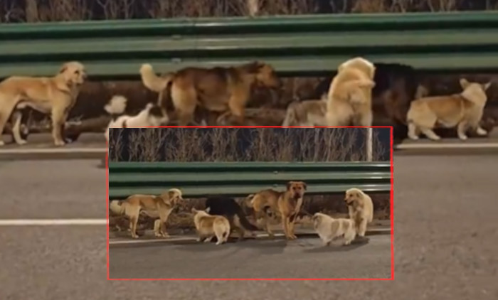 7 PASA PEŠAČILO 17 KILOMETARA DO SVOJIH VLASNIKA: Ukradeni kučići uspeli da pobegnu i da sami pronađu put do kuće (VIDEO)