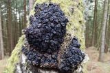 1635198610_Chaga_B.jpg
