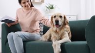 5 RASA PASA ZA LJUDE KOJI IMAJU ANKSIOZNOST: Mogu da smanje stres i vrate osećaj sigurnosti