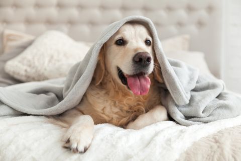 Nekad može da smeta: Kako da uklonite miris psa iz doma?