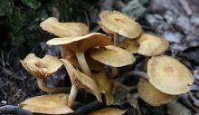 1653849622_honey-mushrooms-g36d5d8f60_640.jpg