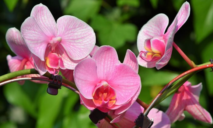 1596712041_orchids-3392819_1280.jpg