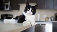 Mačke obožavaju da skaču na kuhinjski pult: Ovo je glavni razlog, a vlasnici bi trebalo da obrate pažnju 