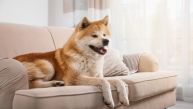 7 РАСА ПАСА СЕ СМАТРАЈУ НАЈБОЉИМ ЧУВАРИМА: То им је у природи 