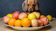 KOJE VRSTE VOĆA PSI SMEJU DA JEDU? Biće im ukusna i nutritivna poslastica 