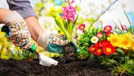Које баштенске биљке ЦВЕТНИЦЕ можете посејати до краја марта