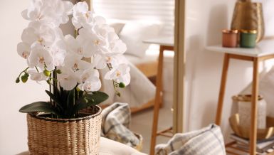 ГДЕ ТРЕБА ДА СТАВИТЕ ОРХИДЕЈЕ: На ова 4 места у кући ће највише цветати