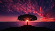 1648811267_tree-g1874f87da_640.jpg