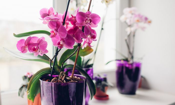 1672760319_shutterstock_1385734211-orhideje-.jpg