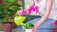 ПРАВИЛО ЗА СРЕЋУ И УСПЕХ УКУЋАНА: Ове три биљке морате имати у свом дому