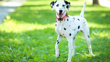 5 NAJAGRESIVNIJIH RASA PASA: Neki su pravo iznenađenje 