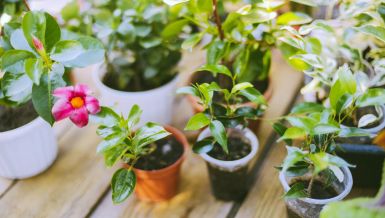 ZAŠTO VAM SOBNE BILJKE VENU: 6 grešaka koje mnogi prave - evo kako da ih sačuvate