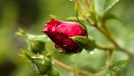 SAVET ISKUSNIH BAŠTOVANA: Oporavite ruže posle obilnih padavina