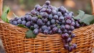 ЗАШТО СЕ НА ЈЕСЕЊИ КРСТОВДАН ЈЕДЕ И ПОКЛАЊА ГРОЖЂЕ? Обичај који у народу има важну симболику 