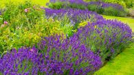 Како да правилно посадите лаванду овог пролећа? Биће краљица сваке баште 