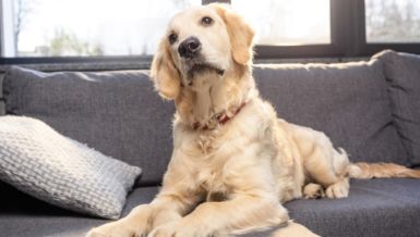 НАЈПАМЕТНИЈЕ РАСЕ ПАСА: Они брзо уче и реагују, а разумеју више него што можете да замислите