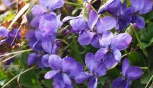 1623504258_scented-violets-1077136_1920.jpg