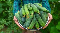 ПРЕПОЗНАЈТЕ ГОРАК КРАСТАВАЦ ПРЕ КУПОВИНЕ: 3 детаља су кључна 