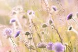 1648917602_meadow-flowers-gfd87f0c10_640.jpg