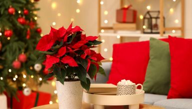 GDE TREBA POSTAVITI BOŽIĆNU ZVEZDU? Veruje se da ako je na ovom mestu u domu donosi ljubav i sreću 