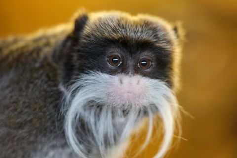 BIZARNI DOGAĐAJI U ZOO-VRTU: Ukradeni majmuni čija je vrednost oko 3.000 dolara, ali ovo nije prvi put (FOTO)