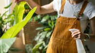 Trik za UVENULE kućne biljke: Saveti koji vam mogu pomoći da ih povratite u život