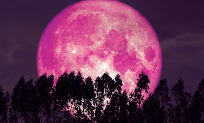 1680601147_shutterstock_1445341094-PINK-MOON-11.jpg