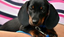 1653644818_dachshund-1519374_1280.jpg
