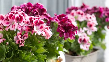 NEKE VRSTE MOGU DIREKTNO NA SUNCE, ZA NEKE JE JOŠ RANO: Kada izneti cveće na terasu? 