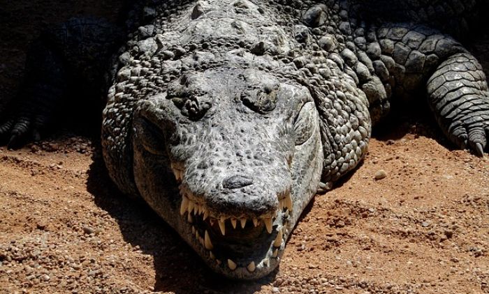 1645434419_crocodile-g585977791_640.jpg