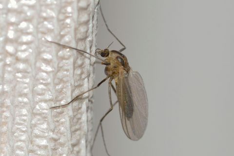 Tri NAJBRŽA načina da se otarasite komaraca: Evo šta treba da stavite u tanjir da biste ih oterali