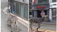 ODBEGLA ZEBRA LUTALA ULICAMA SEULA: Životinja pobegla iz zoo-vrta pa istraživala grad (VIDEO)