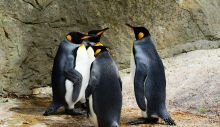 1597839926_king-penguin-384252_1280.jpg
