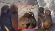 MAJMUN PANČ JE NAŠAO DEVOJKU: Snimljen kako se grli i ljubi sa majmunicom - mnogi kažu da liči na plišanu igračku koju je nosio
