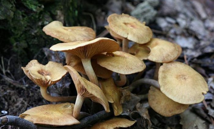 1653849622_honey-mushrooms-g36d5d8f60_640.jpg