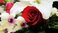 Које цвеће и у којим ситуацијама НИКАКО НЕ ВАЉА поклањати за 8. март - ни руже нису увек добар избор