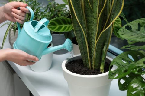 Đubrivo za sobne biljke: Isprobajte trik koji vam može pomoći da vaše cveće izgleda prelepo