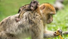 1649448931_barbary-macaques-g0eb5bcd3a_640.jpg