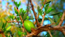 1644481605_argan-tree-gebefd90dd_1280.jpg