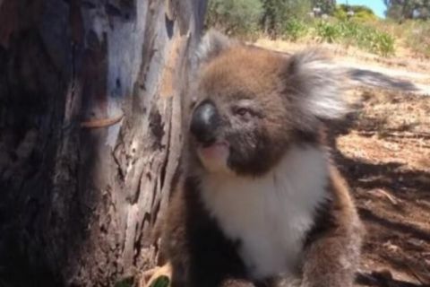 SCENA KOJA LOMI SRCA Koala se popela na drvo, a tu ju je dočekao siledžija (VIDEO)