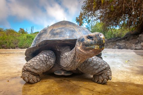 SREĆAN ROĐENDAN, DžONATANE: Nastarija kornjača na svetu napunila 190 godina (FOTO)