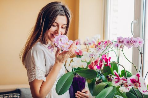 ORHIDEJA ZA LEPŠI DOM: Jednostavni trikovi za duži životni vek najlepše sobne biljke