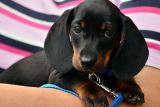 1666552547_dachshund-g12b8e99c1_640.jpg