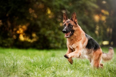 Četiri najpametnije rase pasa na svetu: Oni su se posebno izdvojili 