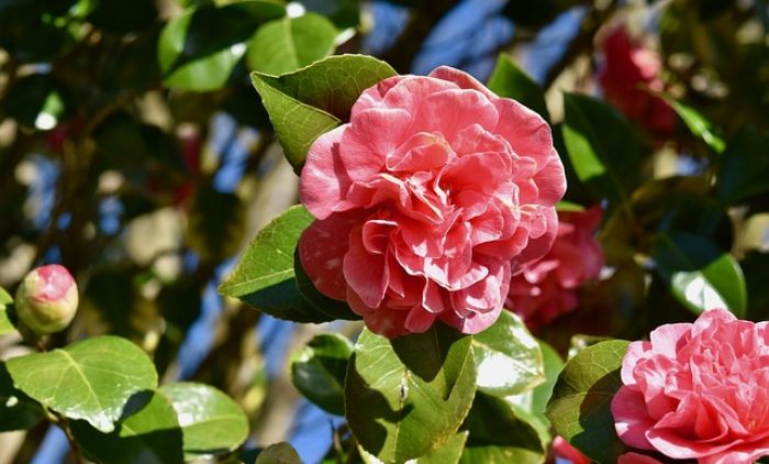 1617622069_flower-of-camellia-4083159_640.jpg