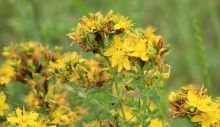 1650284861_st-johns-wort-3491592_1280.jpg