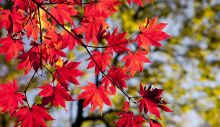 1600772050_autumn-leaves-2789234_1280.jpg